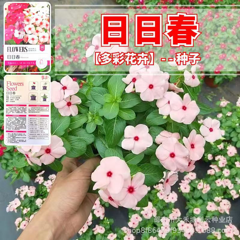 日日春种子混色长春花种子四季开花卉籽种室内阳台盆栽报春花种子