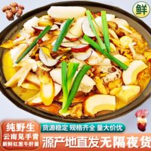 莫林2025新云南新鲜见手青野生菌红葱牛肝菌干货食用菌酒店福建食