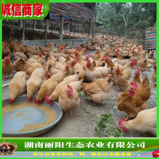 ���l���S�u����w�r����BС�_�u�Ј���ֱ�uһ��؛Դ���M�ṩ���g