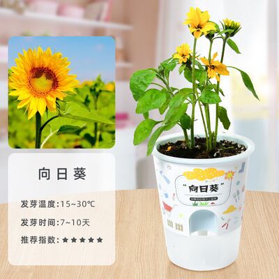 Niños crecen pequeñas plantas de maceta estudiantes de observación de girasol fresas diy juguetes adornos de mesa al por mayor