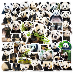 50張熊貓寫實貼紙可愛熱銷大熊貓花花表情包貼紙電腦手機水杯貼畫