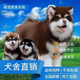 纯种阿拉斯加犬幼犬活体出售大型阿拉斯加雪橇犬巨型犬阿拉斯加犬