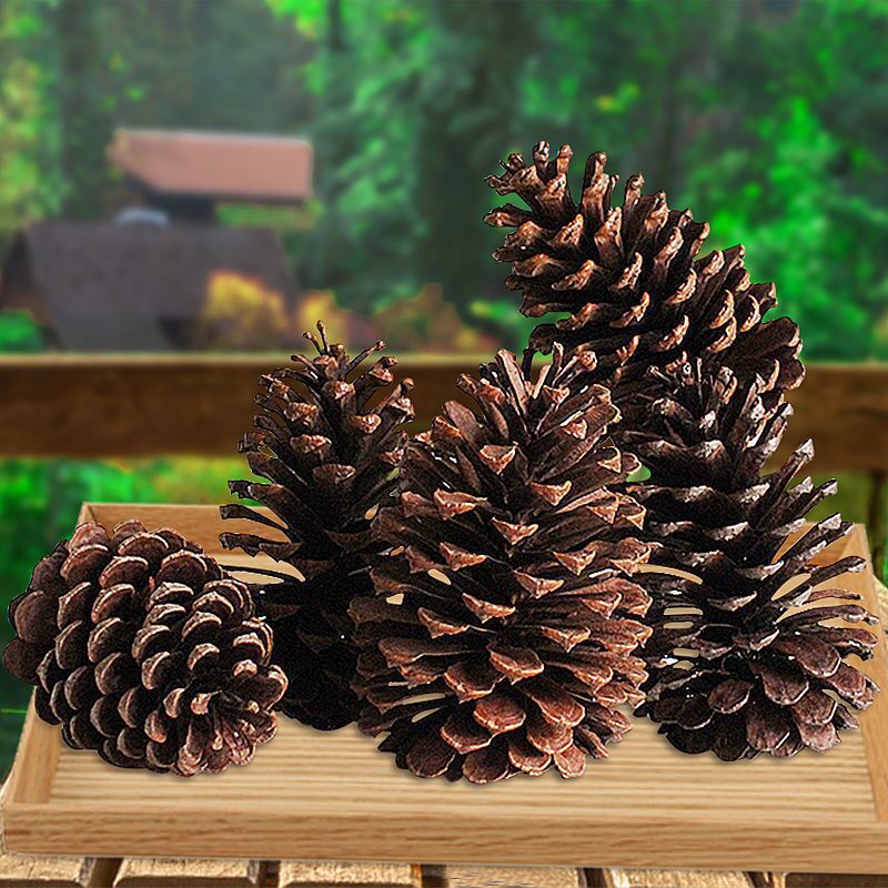 Procesamiento y embalaje de piñas Flores secas personalizadas Pinus olinus americano Pinus olisina local Pinus scale hilo colgante de piñas naturales image 4
