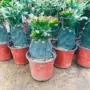 嫁接双层单层多肉植物蟹爪兰