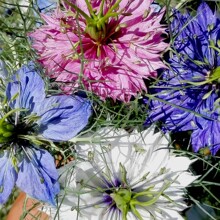 ڷNݷNļN_˹ʯͥԺ׻̨ԻN