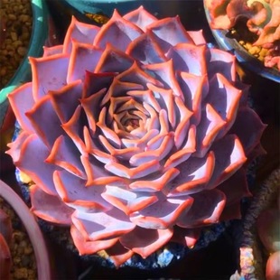 Lucina Succulents Are Large and Giant Succulents in Good Condition and Are Easy to Grow for Novices. Indoor Balcony Green Plants and Florals