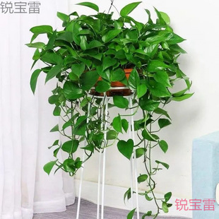 ����G�}�L�ّҒ�Gֲ�k���҃ȴ��~�G�jˮ�໨�ܺ��B�����L�lֲ��