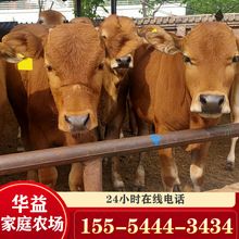 改良魯西黃牛犢肉牛養殖場 改良肉牛犢黃牛 魯西黃牛價格