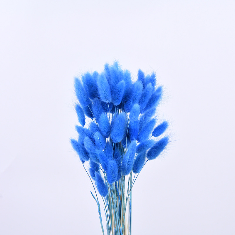 Flor inmortal hierba de cola de conejo hierba de cola de perro material natural 60 flores secas adornos para el hogar material de ramo DIY