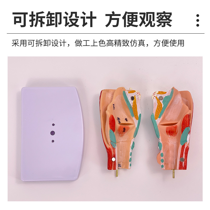 2���Ŵ��ʺ�ģ�ͺ����ʱ걾����Ѫ�ܼ�״�ٺ����ͷ���� ��ѧ����