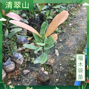 ��ľ�����Ի����҃ȿ͏d�ļ����G�^�~ֲ��ƍu��ľ��ͥԺ�G����