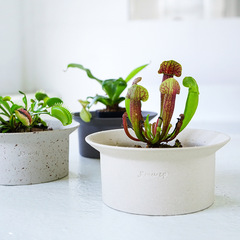韓國新款侘寂風陶瓷花盆桌面北歐簡約多肉矮盆ins大口徑塊根盆器