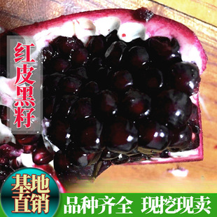 ʯ�����������tƤ��������ʯ�����ϱ����Nֲ���Ե����ش������