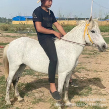 ��Ѫ�Rһ�q�R�x�����еĵ±����R���R���հ�Ѫ�R���R