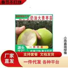 一件代发嫁接枣子苗 苹果枣树苗 台湾大青枣树苗牛奶枣苗南方北方