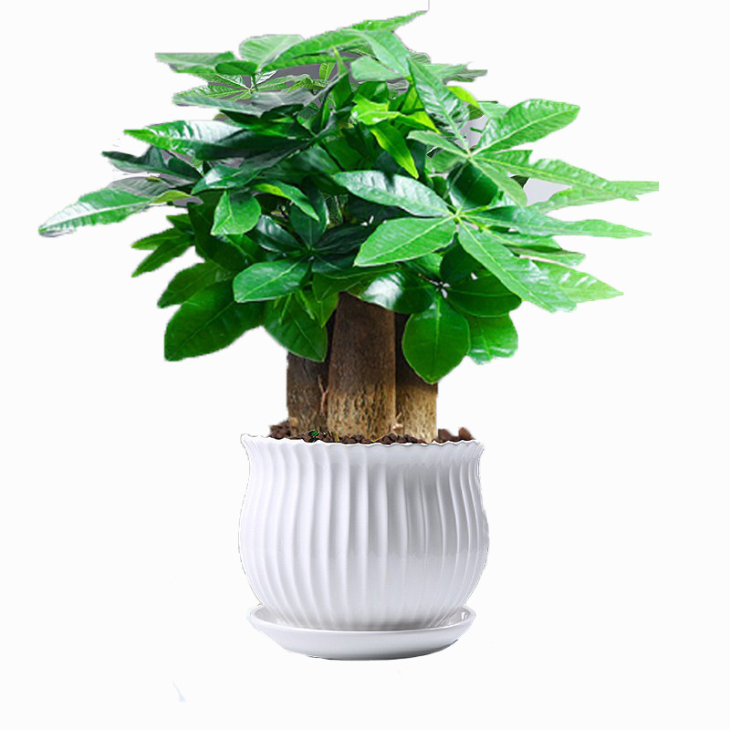 árboles ricos pequeñas plantas de maceta flores verdes plantas de oficina absorción de formaldehído árboles hidropónicos de bambú de lapis verde buena alimentación maceta