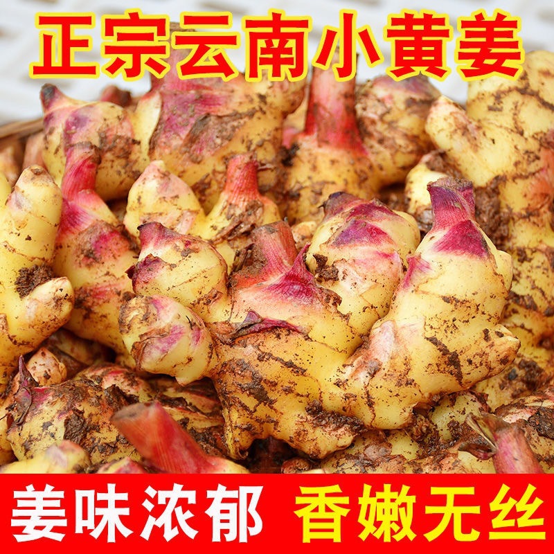云南现挖带泥新鲜小黄姜嫩姜生姜沙姜老姜土姜月子姜蔬菜罗平qg