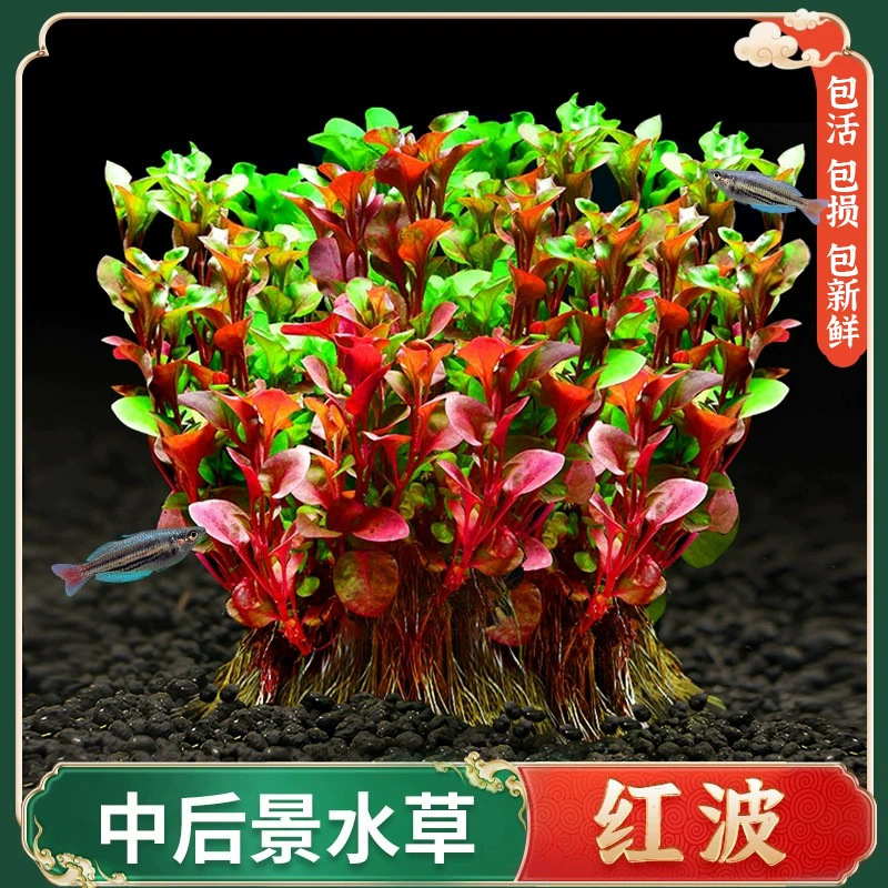 Hongbo Водная Трава Растение Настоящая Трава Пейзаж Пакет Перспектива Новиков Вулканический камень Отрицательная водная трава Hongbo Tuo Grass Очищенная вода
