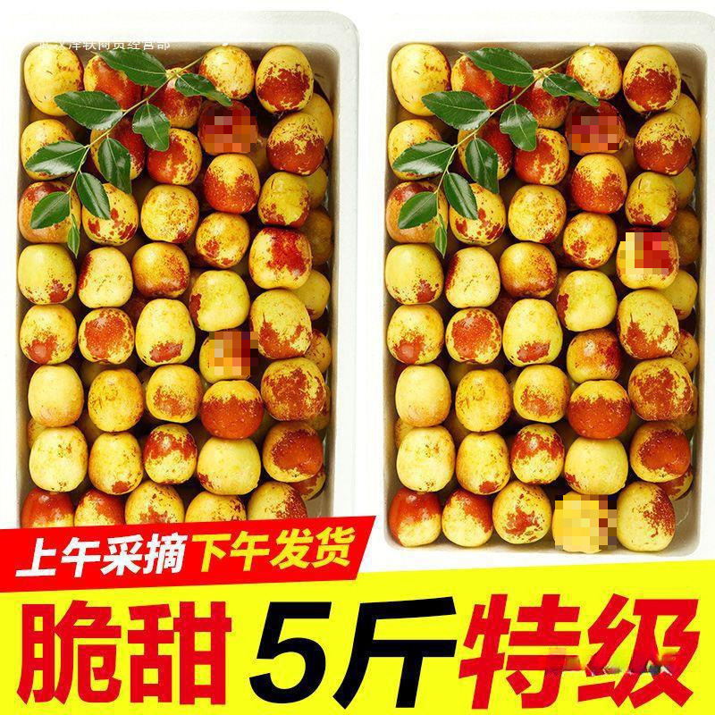 山东沾化冬枣应季新鲜水果特大脆甜超青红批发非大荔斤