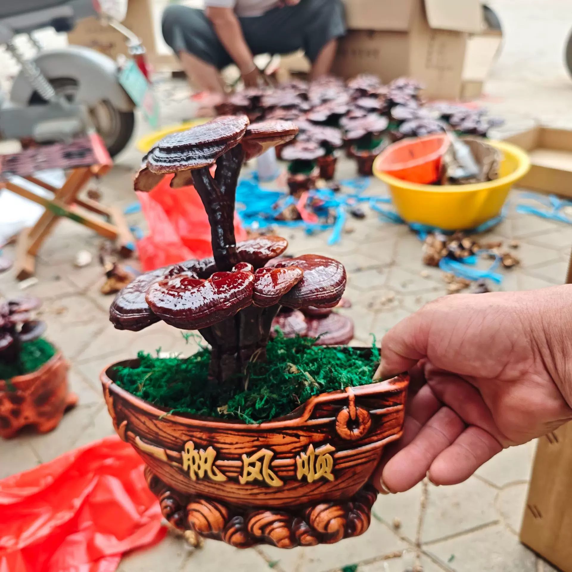 活体嫁接一层两层三层盆景吉祥如意产地批发