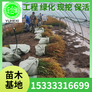 Boxwood, Melon Seed Boxwood, Small Leaf Boxwood, Korean Boxwood Nutrition Cup Seedling Tray