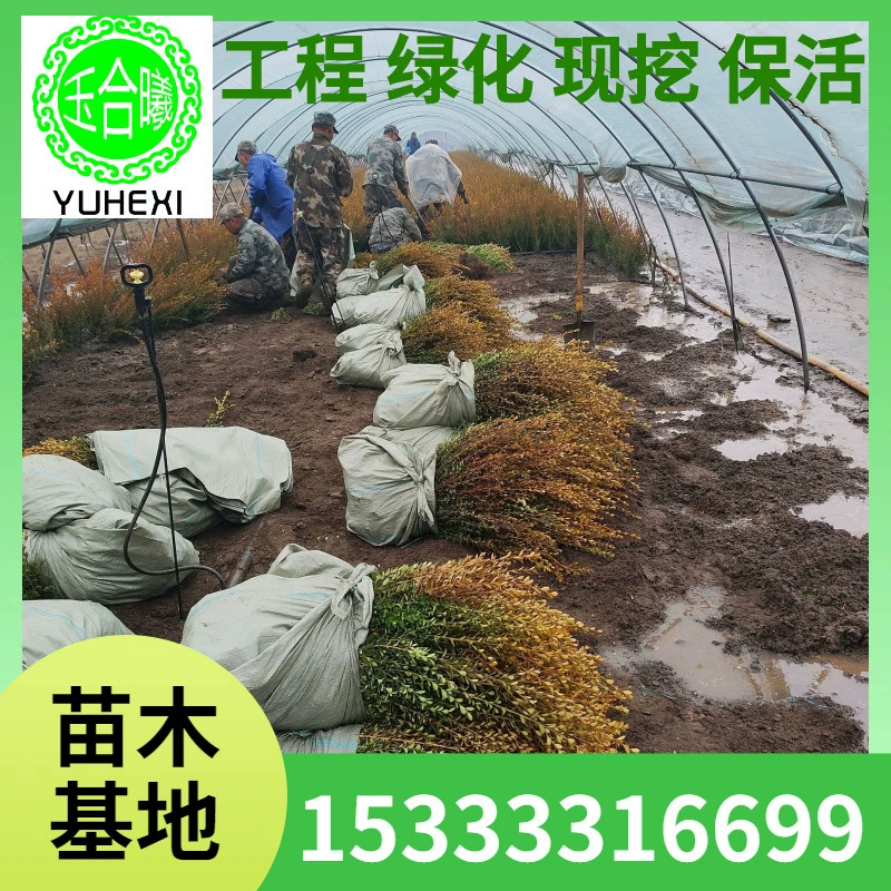 Бук, бук с семенами дыни, бук с мелкими листьями, лоток для рассады корейского букового питания.