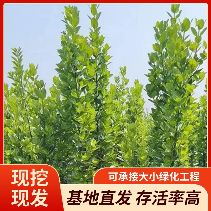 Высокая выживаемость, высококачественная оптовая продажа больших объемов живой изгороди из японской самшитовой древесины, зелени и премиальных почвенных комьев.