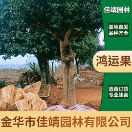 基地供应景观树多规格无刺枸骨造型树桩绿化苗木现货可移植鸿运果