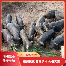 活體藏香豬多少錢一只養殖場長期供應優質活體藏香豬豬苗幼崽