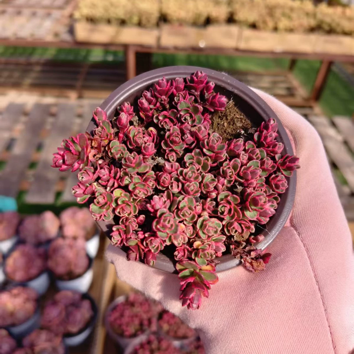 Маленький шар из розовой парчи 9 см Бассейн Real shot 30 + головка для интенсивного ухода Тип перетаскивания бассейна без доставки почвы