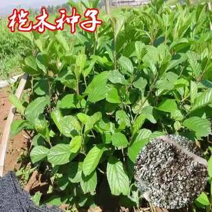 林木江南桤木种子 青木树 水青风 桤蒿种子 水冬瓜旱冬瓜种子-阿里巴巴
