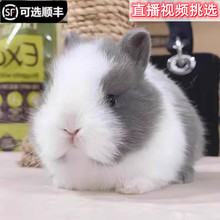 宠物垂耳兔的侏儒活物长不大茶杯兔迷你海棠兔子凤眼儿童小型