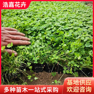 White Clover Seedlings Potted Plants Manufacturer Supplies Engineering Greening Seedlings Garden Design Clover White Clover Clover