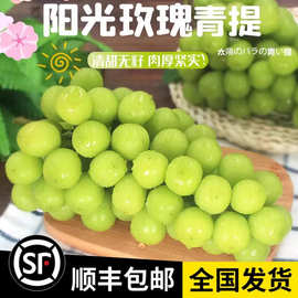 阳光玫瑰葡萄新鲜水果当季脆甜无籽香印提子青提晴王葡萄顺丰整箱