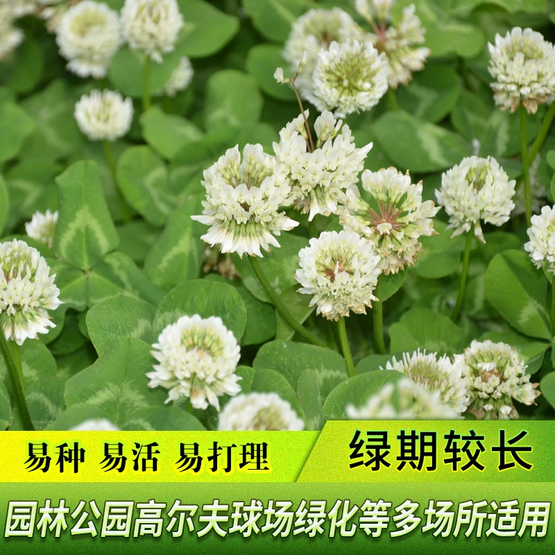 Проект по озеленению семян белой травы