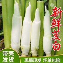 茭白高山冷水新鲜茭白农家菜时令蔬菜茭营养食谱茭瓜高笋新鲜蔬菜