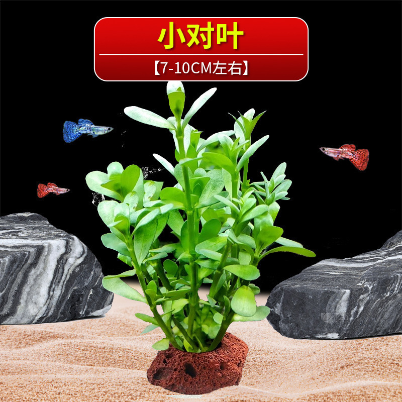火山石水植物鱼缸净化水质懒人造景摆件全套底砂套餐性真|undefined