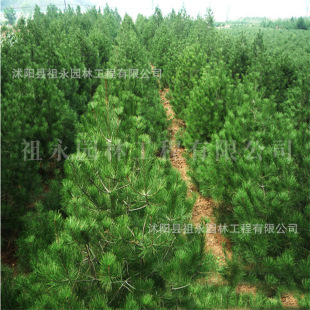 White-Barked Pine Ornamental Tree Base for Sale, Garden Engineering Greening Plants, Four-Season White-Barked Pine Nutrition Bowl Engineering Seedlings