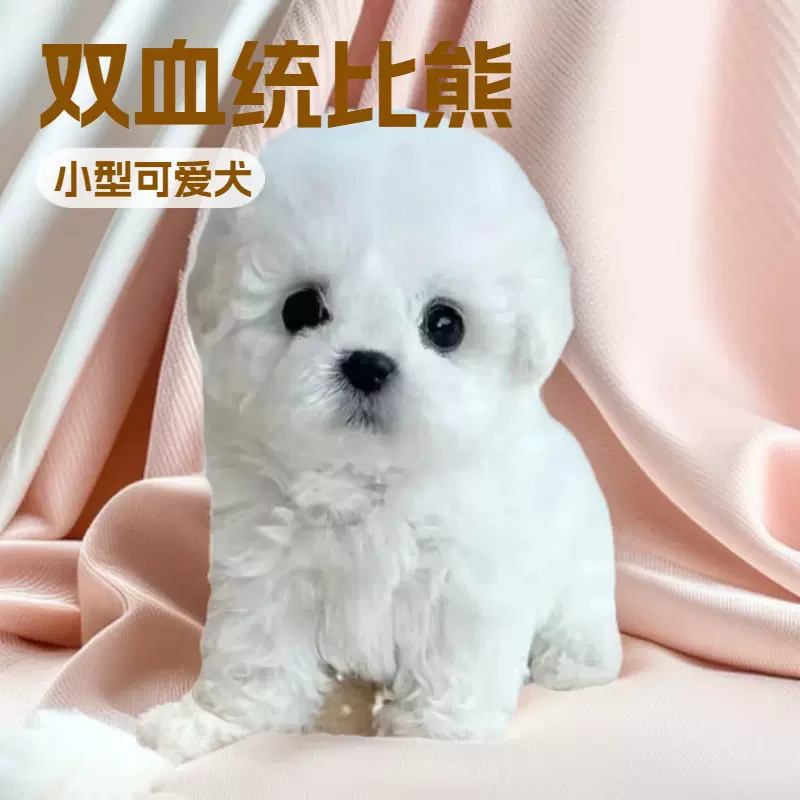 纯种比熊幼犬活体狗双血统比熊犬泰迪熊小型茶杯犬幼体狗狗活物