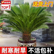 �F�����ԾGֲ�҃�ֲ���K�F�辰�ͺ��ļ�����ͥԺ�e���쾰�G����ľ