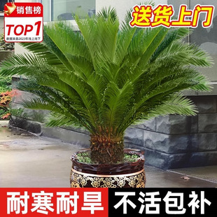 �F�����ԾGֲ�҃�ֲ���K�F�辰�ͺ��ļ�����ͥԺ�e���쾰�G����ľ