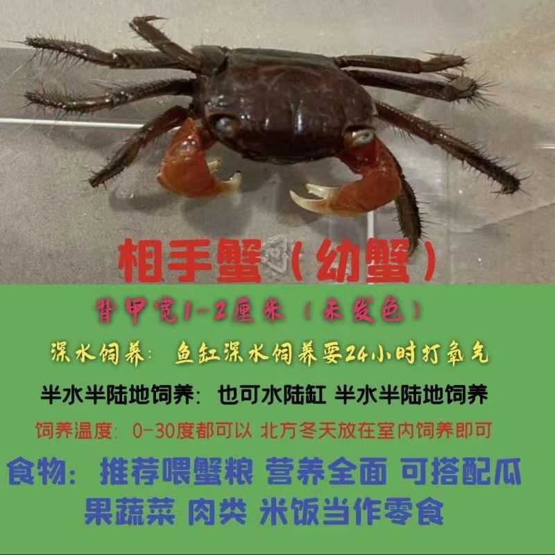 작은 게 한 마리