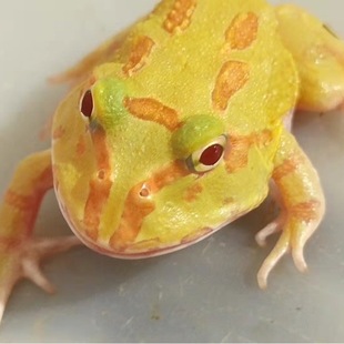 ���ܻ��w�S����ܾG�����Ϡ����ܾG����ţ�ܷ���ţ�ܻ��w��ԭɫ��