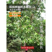 ɣ�ؘ�N�ӹ���޽ӵ������ϱ����Nֲ���~ɣ����ɣ�ؘ�N��