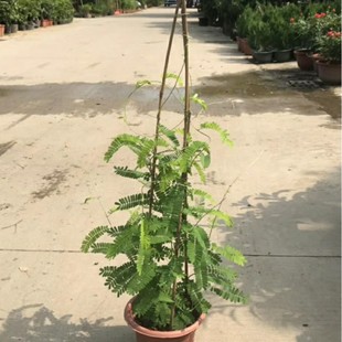 1908 supply Abrus cantoniensis 0.5-1 meter high potted seedlings vines can be soup pot herbal tea