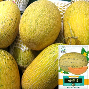 ���Թ��ܹϷN�ӾW�y�����S�������������ļ�ˮ�������̨�߲���