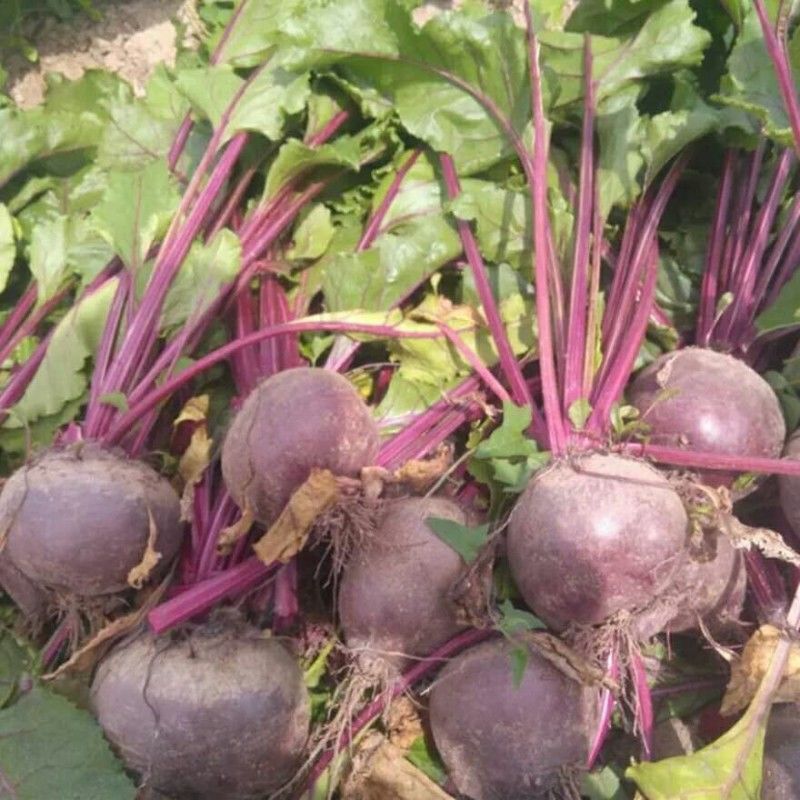 新鲜甜菜根 新鲜甜菜头,紫菜头,新鲜红甜菜头5斤装