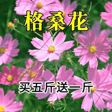 波斯菊花种子花海四季播种易活开花格桑花花籽庭院阳台盆栽花种籽