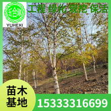 @ˇֲ ט |ͺט טС |ט ט