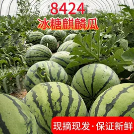 方便面类;膨化;传统糕点